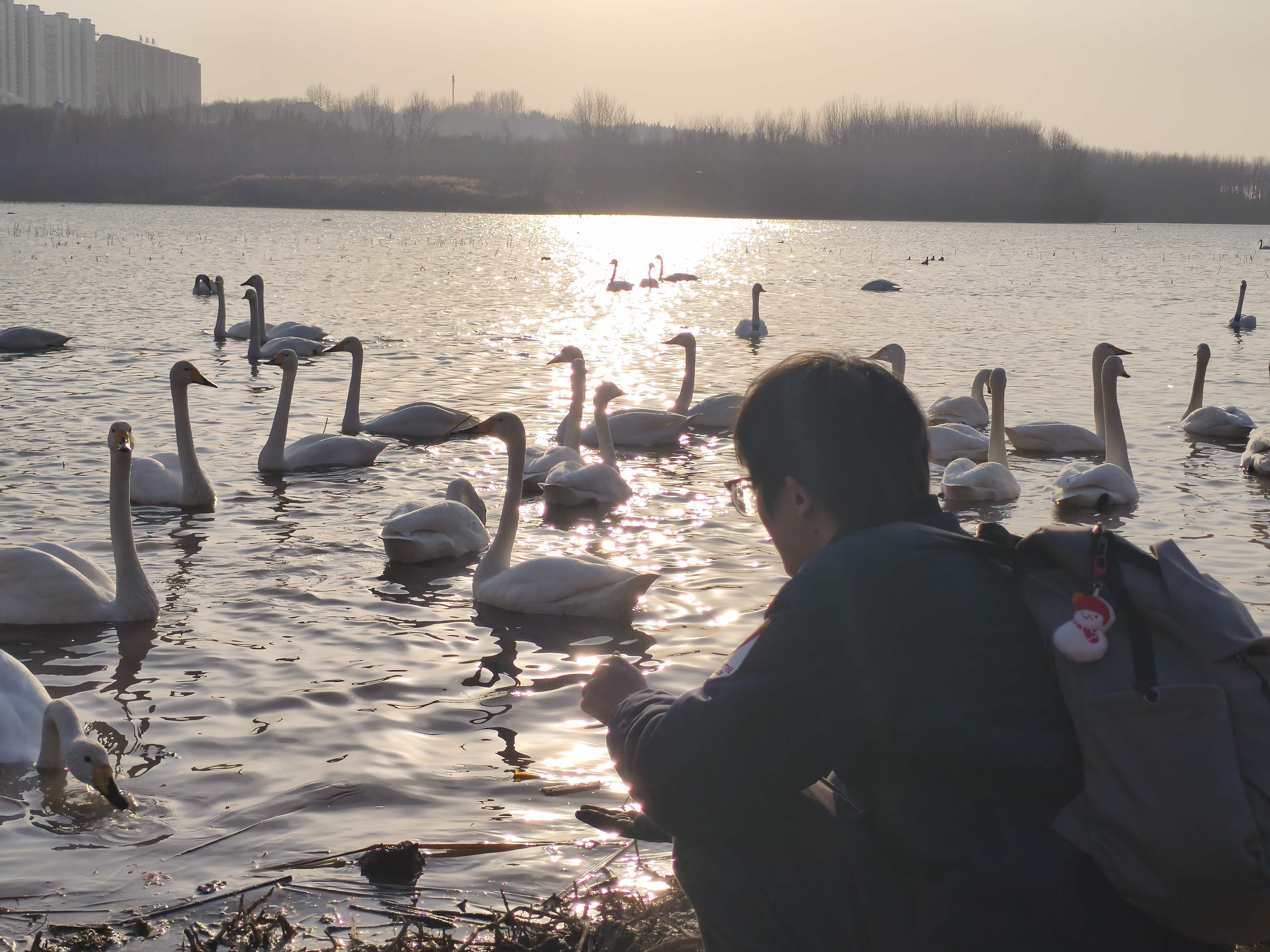 天鹅湖-4